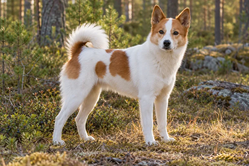 White Norrbottenspets with red patches in a sunlit forest clearing