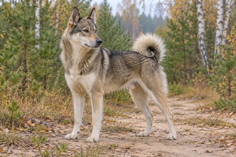 Adult grey West Siberian Laika on a woodland path