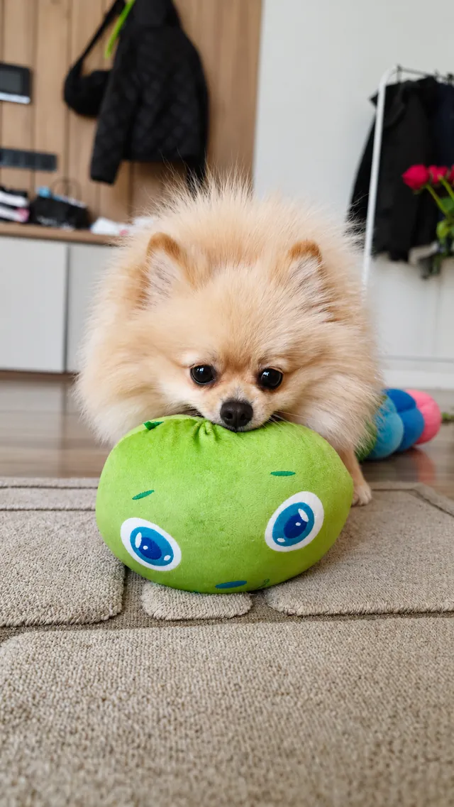 Bruno with his green toy