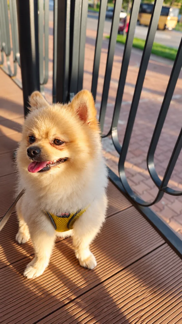 Bruno on a sunny balcony